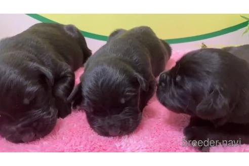 成約済の栃木県のミックス犬-236804の1枚目